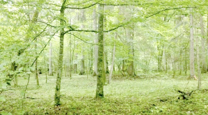 Białowieża の森