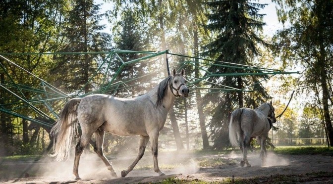 華麗なるポーランドの馬たち　ポーランド東部・ヤヌフ・ポドラスキ村